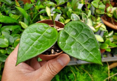 Hoya Parasitica Kara Marjı 'nın desenli yapraklarını kapat