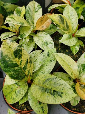 Popüler bir tropikal bitki olan Ficus Elastica Shivereana 'nın güzel yaprakları.