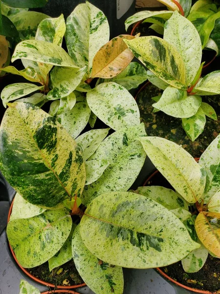 인기있는 식물인 피쿠스 베레아나의 아름다운 — 스톡 사진