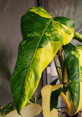 Philodendron Domesticum 'un güzel sarı ve yeşil yaprakları. Nadir bulunan bir tropikal bitki.