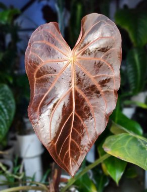 Nadir bulunan bir tropikal bitki olan Anthurium Magnificum 'un kırmızı bir genç yaprağı.