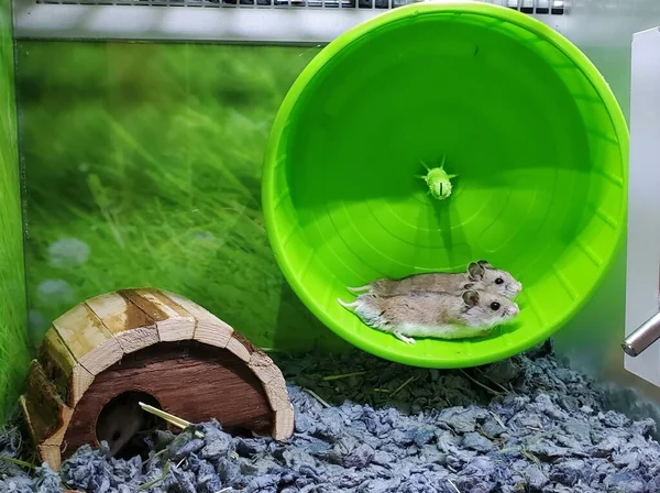 两只中国仓鼠在笼内的绿色运动玩具上奔跑 — 图库照片