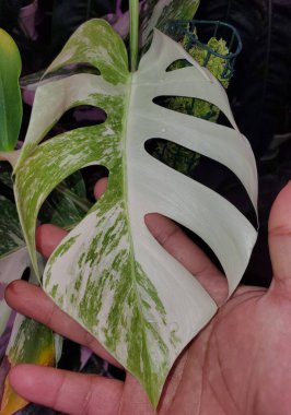 Monstera Albo Borsigiana 'nın güzel yarım ay yaprağı