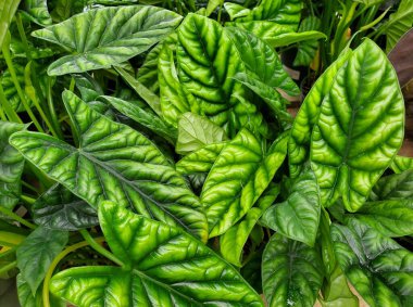 Güzel yeşil ve parlak Alocasia Sinuata Yorgan Rüyaları 'nın yaprakları