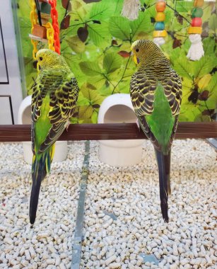 Bir çift güzel yeşil ve sarı muhabbet kuşu kafeste.