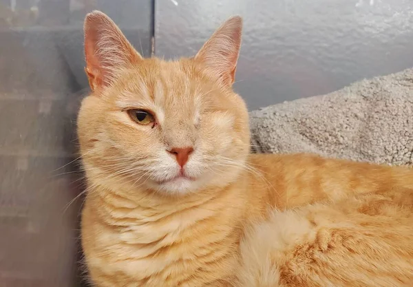 一只眼睛紧盯着一只橙色的肥猫 — 图库照片