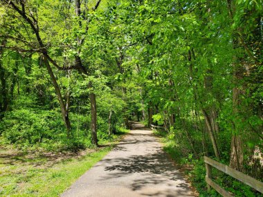 Bellevue Park, Wilmington, Delaware, ABD yakınlarındaki yürüyüş yolu boyunca güzel yeşil ağaçlar.