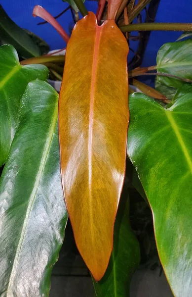 식물인 필로덴 오렌지 라드의 가까이 — 스톡 사진