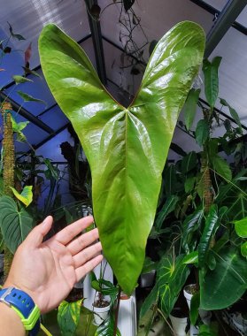 Parlak yeşil bir Anthurium Nigrolaminum Gigi yaprağı.