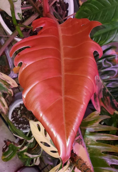 stock image Stunning pink leaf of Philodendron Caramel Marble, a rare and expensive tropical plant