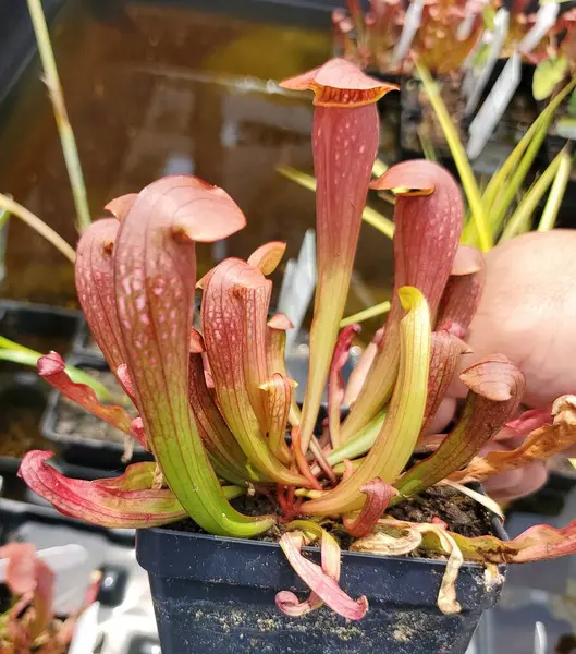 stock image The red top color of Bug Bat Pitcher plant for pond