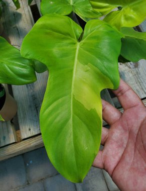 Philodendron Altın Keman 'ın spor çeşitliliği
