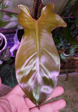 Philodendron Florida Bronz 'un parlak siyah yaprağına yakın çekim. Tırmanan tropik bir bitki.