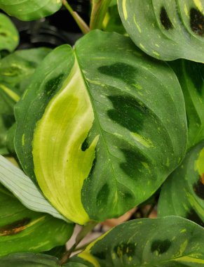 Yeşil ve sarı çeşitlendirilmiş Maranta Leuvoneura Kerchoviana Vari bitkisini kapatın.