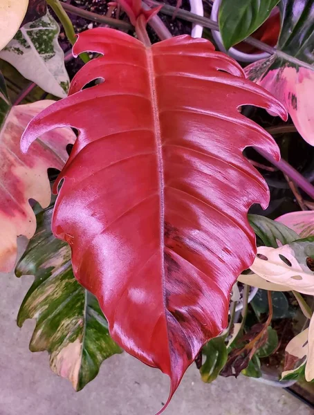 Impresionante Hoja Rosa Philodendron Caramel Marble Una Planta Tropical Rara — Foto de Stock