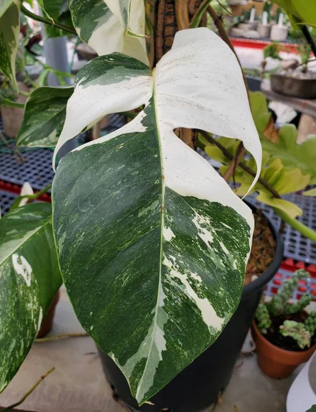 Зеленый Белый Разноцветный Лист Epipremnum Pinnatum Albo Редкое Тропическое Растение — стоковое фото