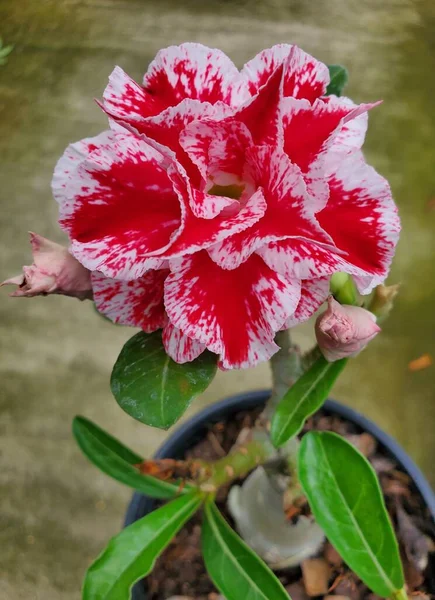 Zblízka Ohromující Červené Bílé Pouštní Růže Květ — Stock fotografie