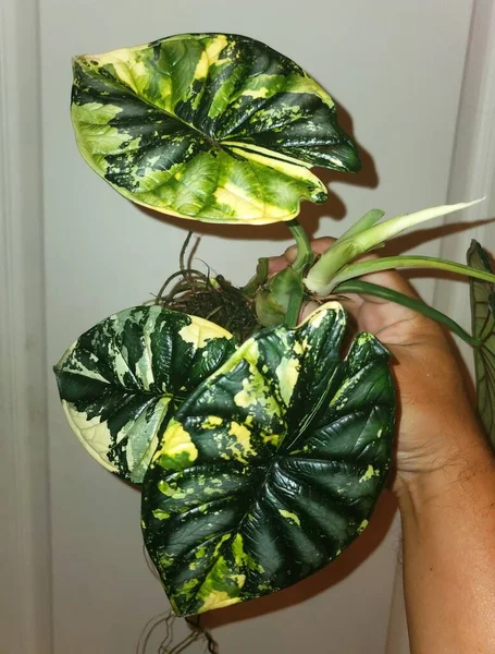 Stunning yellow and green marbled leaves of Alocasia Dragon Scale variegated plant