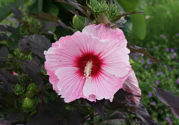 Rosenmalven Hibiskus Sternennacht Sommer Voller Blüte — Stockfoto