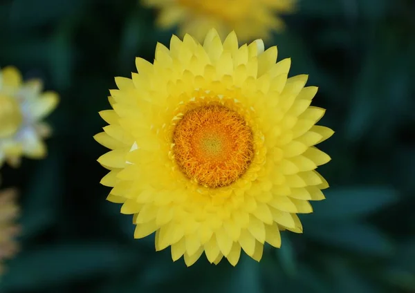 Потрясающий Granvia Gold Strawflower Полном Расцвете Сил — стоковое фото