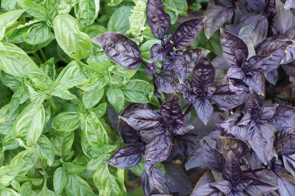 Смесь Зеленого Темно Фиолетового Цветов Саду — стоковое фото