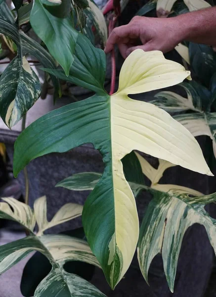 フィロデンドロンの美しい葉 フロリダ ビューティー ハーフムーン さまざまな 希少で人気のある熱帯植物 ストックフォト
