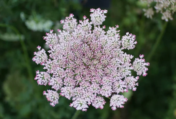 Close Tiny Flowers Queen Anne Lace Also Known Wild Carrot — Stock Photo, Image
