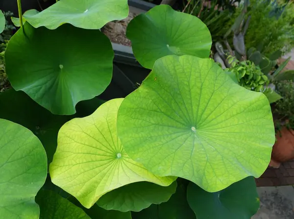 Large Green Leaves East Indian Lotus Plant — Stock Photo, Image
