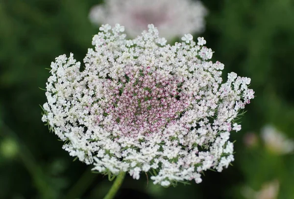 Close up of the tiny flowers of Queen Anne\'s Lace, also known as wild carrot flowers