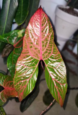 Güzel kırmızı ven ve yeşil yaprak Cyrtosperma Johnstonii, nadir bir tropikal bitki