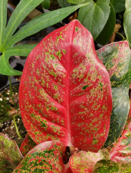 Κοντινό Πλάνο Ενός Όμορφου Κόκκινου Φύλλου Aglaonema Hybrid — Φωτογραφία Αρχείου