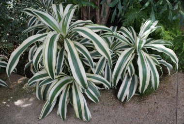 Beyaz ve yeşil yapraklar ve Dracaena Beyaz Aspen yaprakları