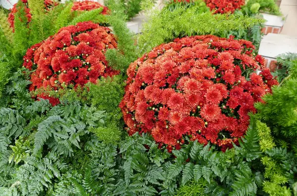 Piękne Czerwone Chryzantemy Kwiaty Otoczone Zielonymi Dzikimi Paprociami — Zdjęcie stockowe
