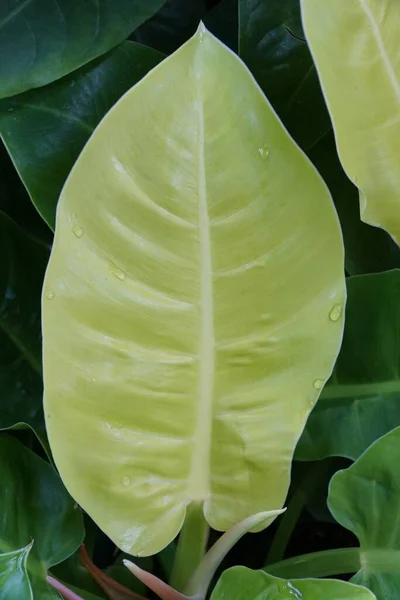 Primo Piano Della Foglia Verde Lime Philodendron Moonlight — Foto Stock