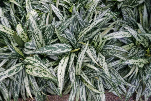 Schöne Silberne Und Grüne Blätter Von Aglaonema Muklass lizenzfreie Stockbilder