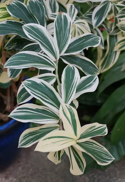 White Green Variegated Leaf Spiralflag Costus Arabicus Plant — Stock Photo, Image