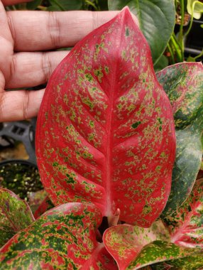 Aglaonema Hybrid 'in güzel kırmızı bir yaprağına yaklaş