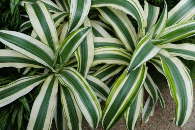 Dracaena Beyaz Aspen yaprakları ve beyaz ve yeşil yaprakların yakın çekim