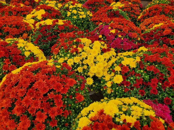 The mixed of red, purple, yellow and orange chrysanthemum flower at full bloom