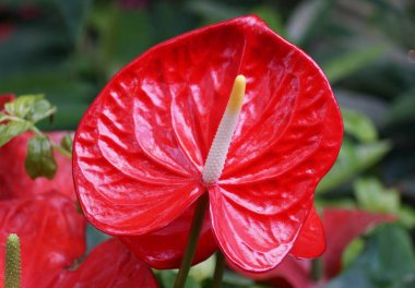 Andoryum 'Nebraska' çiçeğinin güzel kırmızı rengini kapat