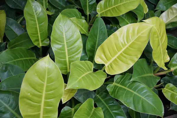 The lime green leaves of Philodendron Moonlight, a popular tropical houseplant