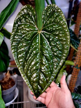 Ender ve popüler bir tropikal bitki olan Anthurium Luxurians 'ın güzel, aşk biçimli yaprağı.