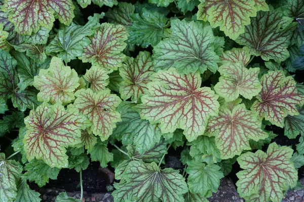 Beautiful green and red veined leaves of Coralbells \'Red Lightning\'