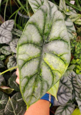 Alocasia Gümüş Ejderi 'nin güzel yaprağı. Spor çeşitliliği, nadir bulunan bir tropikal bitki.