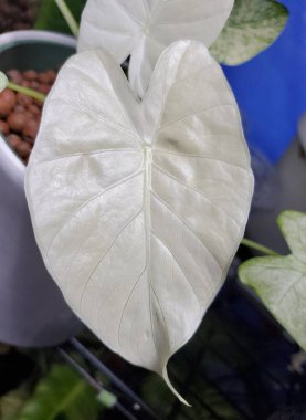 Alocasia Odora 'nın beyaz yaprağını kapat.