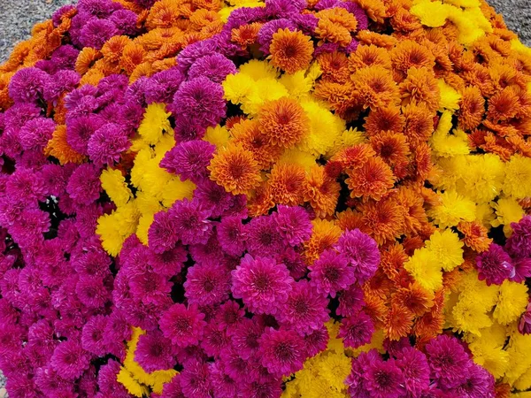 Beautiful mixed of red, purple, yellow and orange chrysanthemum flower at full bloom