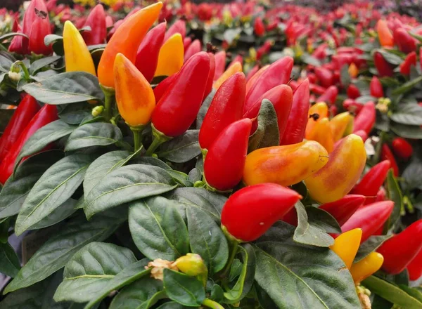 The mixed colors of red, orange and yellow of the ornamental pepper