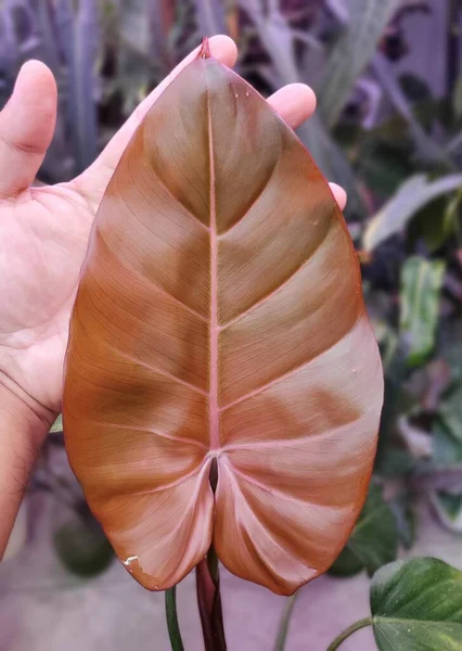 Philodendron 인기있는 식물의 아름다운 스톡 사진