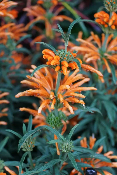 Beautiful tiny orange flowers of Lion\'s Ear with scientific name Leonotis Leonurus