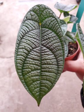 Piper Parmatum 'un güzel desenli oval yaprağı, nadir bir tropikal bitki.